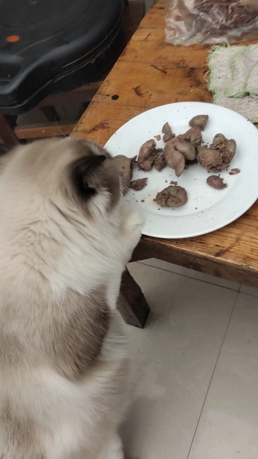 家有猫咪#爱吃鸡肝的毛孩子