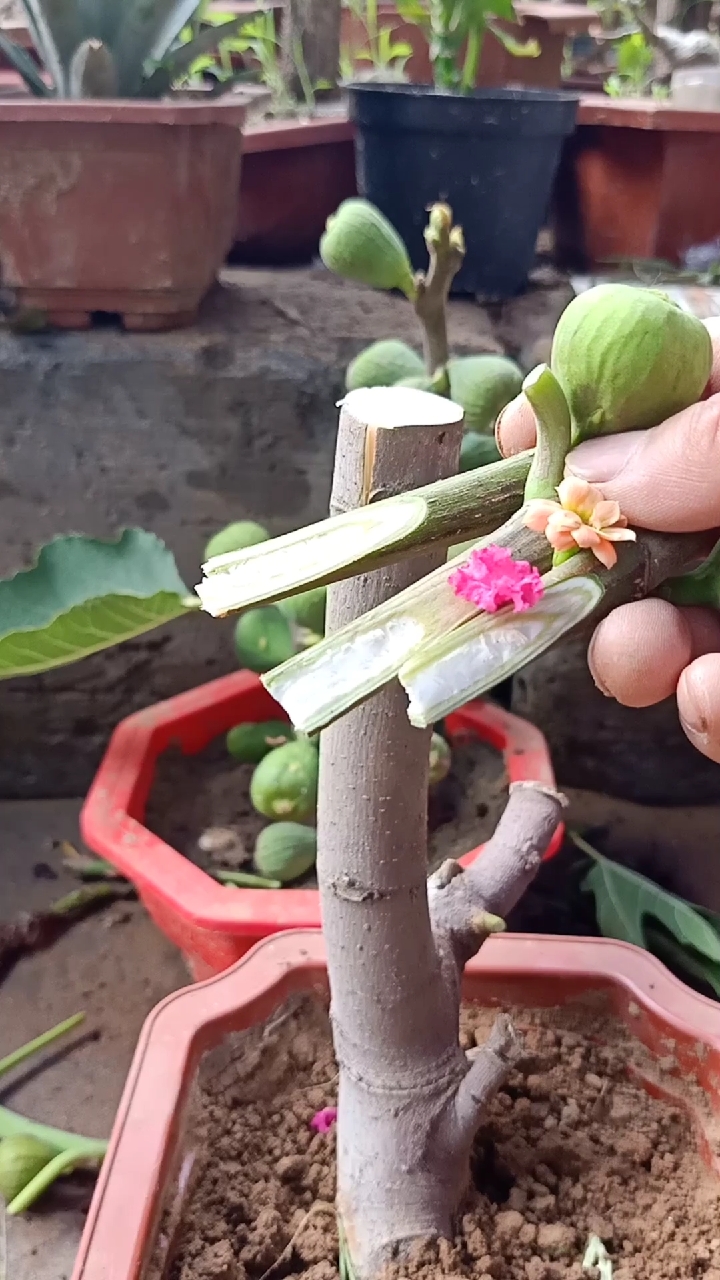 嫁接技术#插皮接无花果技术,成活率高,四季结果