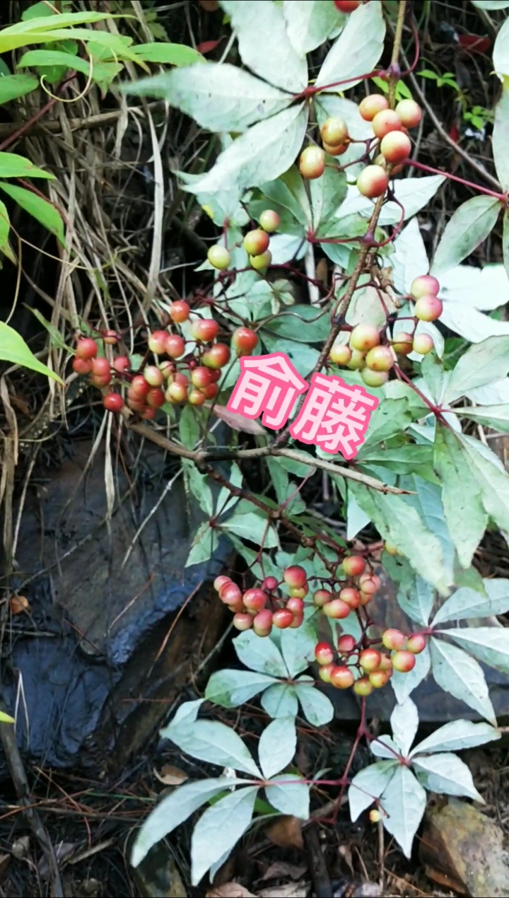 认识中草药#农村这种木质藤本植物,形状相似葡萄,叫俞藤,你了解吗?