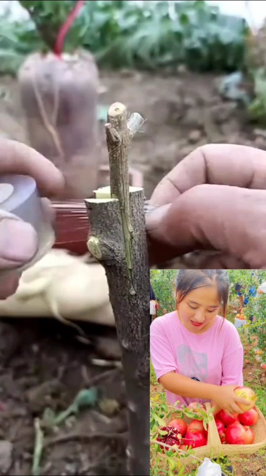 嫁接技术石榴嫁接技术分享