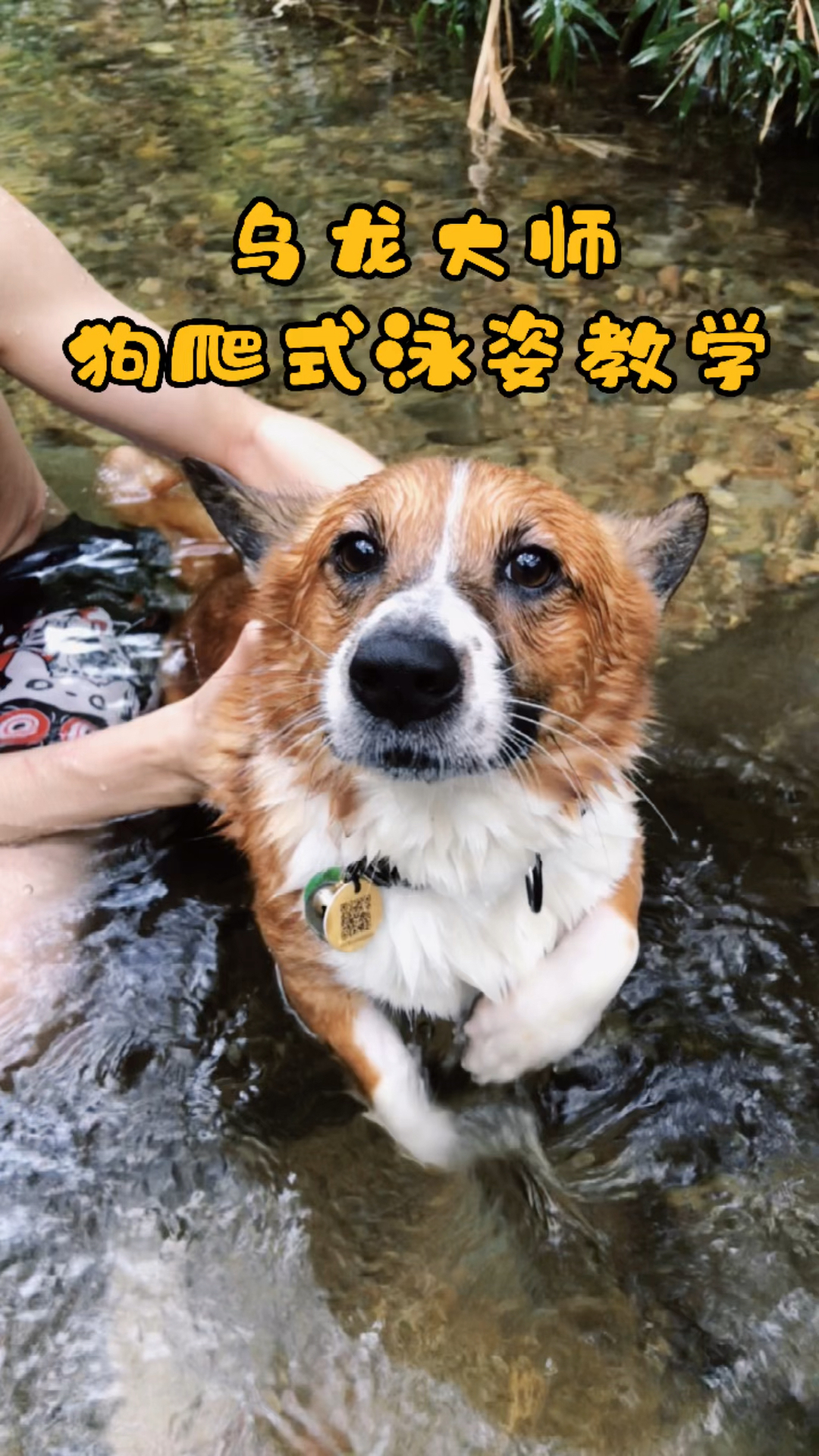 家有萌宠乌龙大师的狗爬式游泳教学