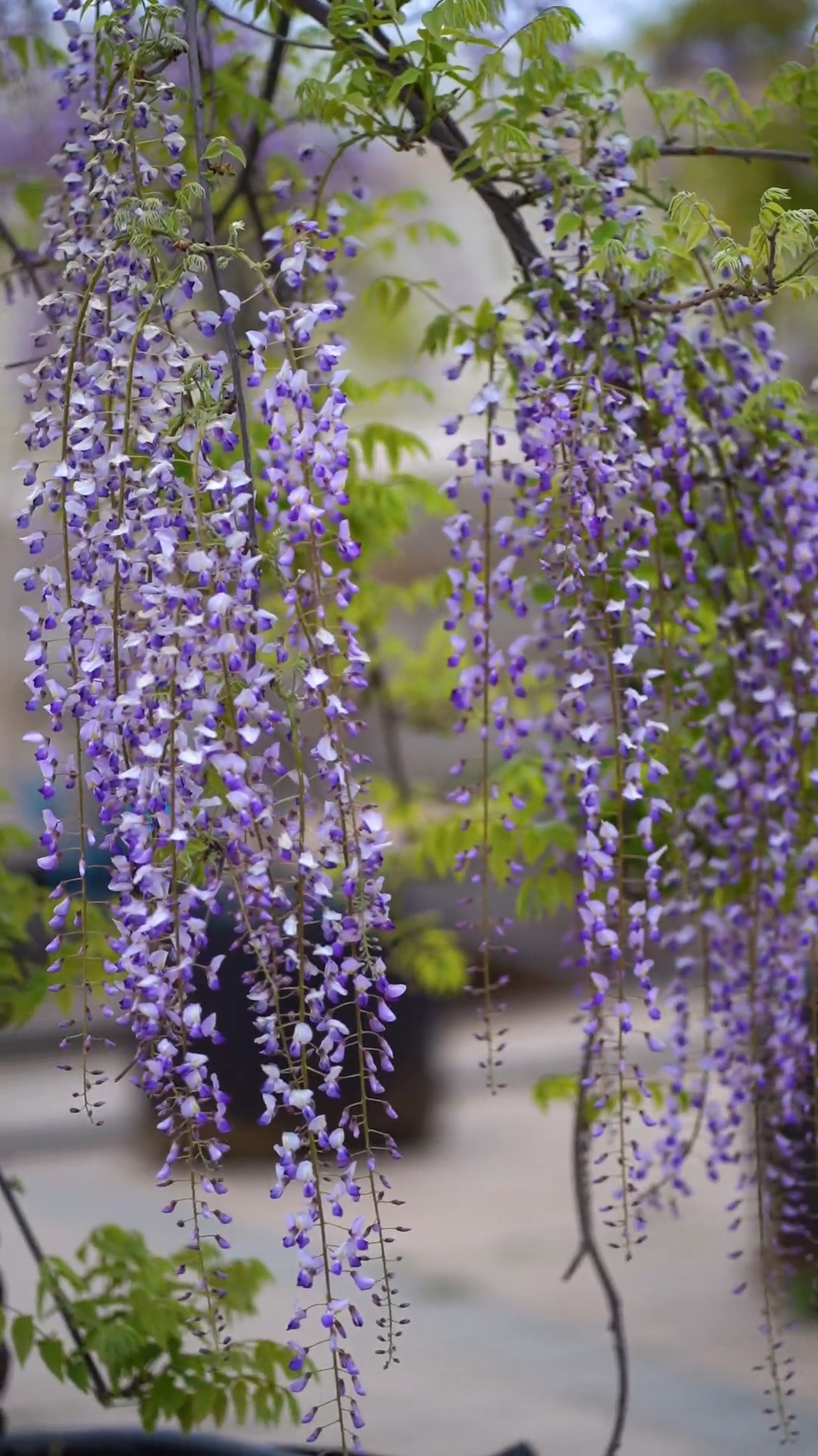 紫藤花寓意紫气东来开花浓香型,耐寒耐旱南北方都可以栽植