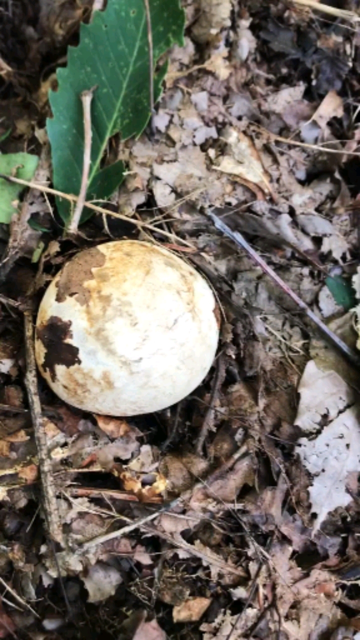 白鬼笔菌也是一种中药具有活xue除湿止痛的功效常用于风湿痛