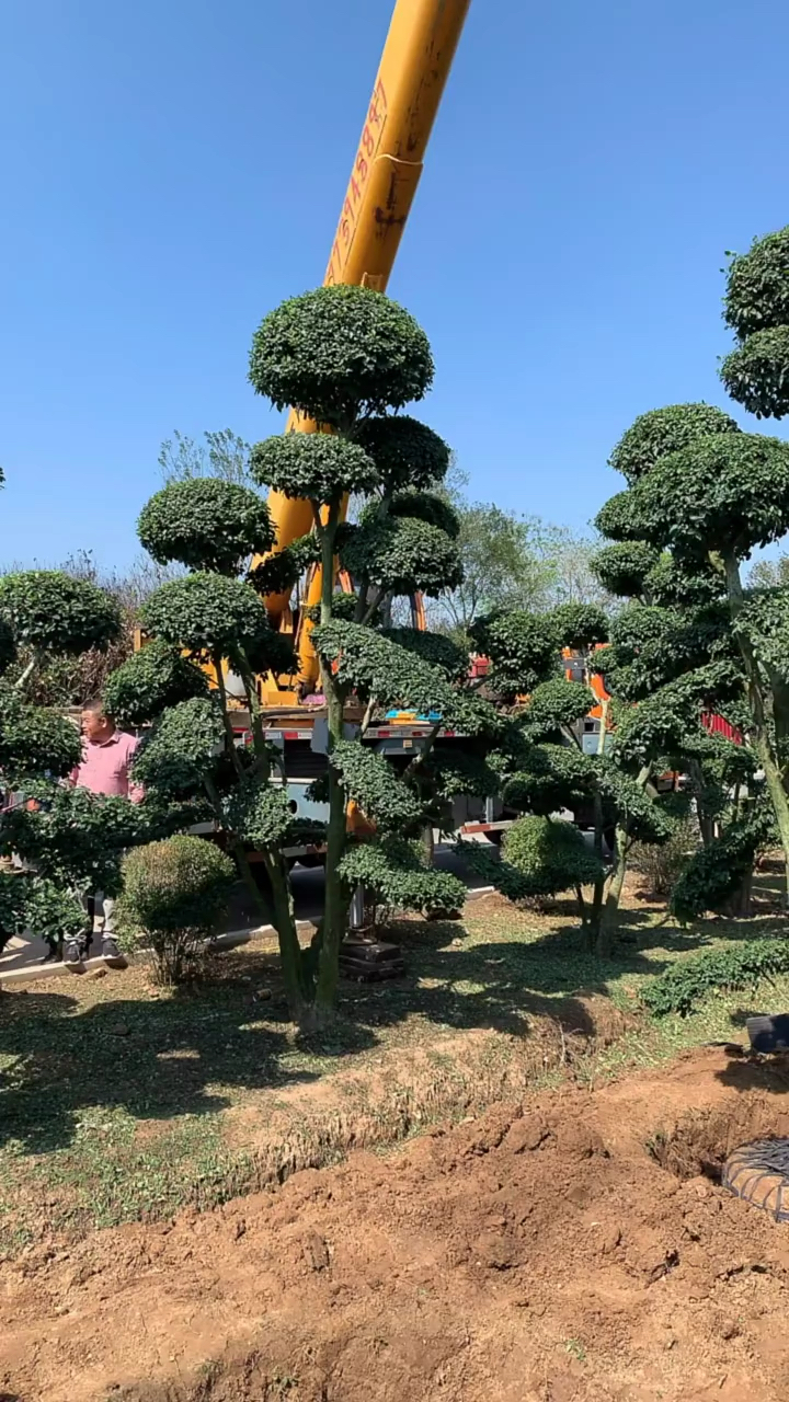 小叶女贞造型树,耐寒耐旱,四季常青不落叶,适合庭院别墅绿化栽植