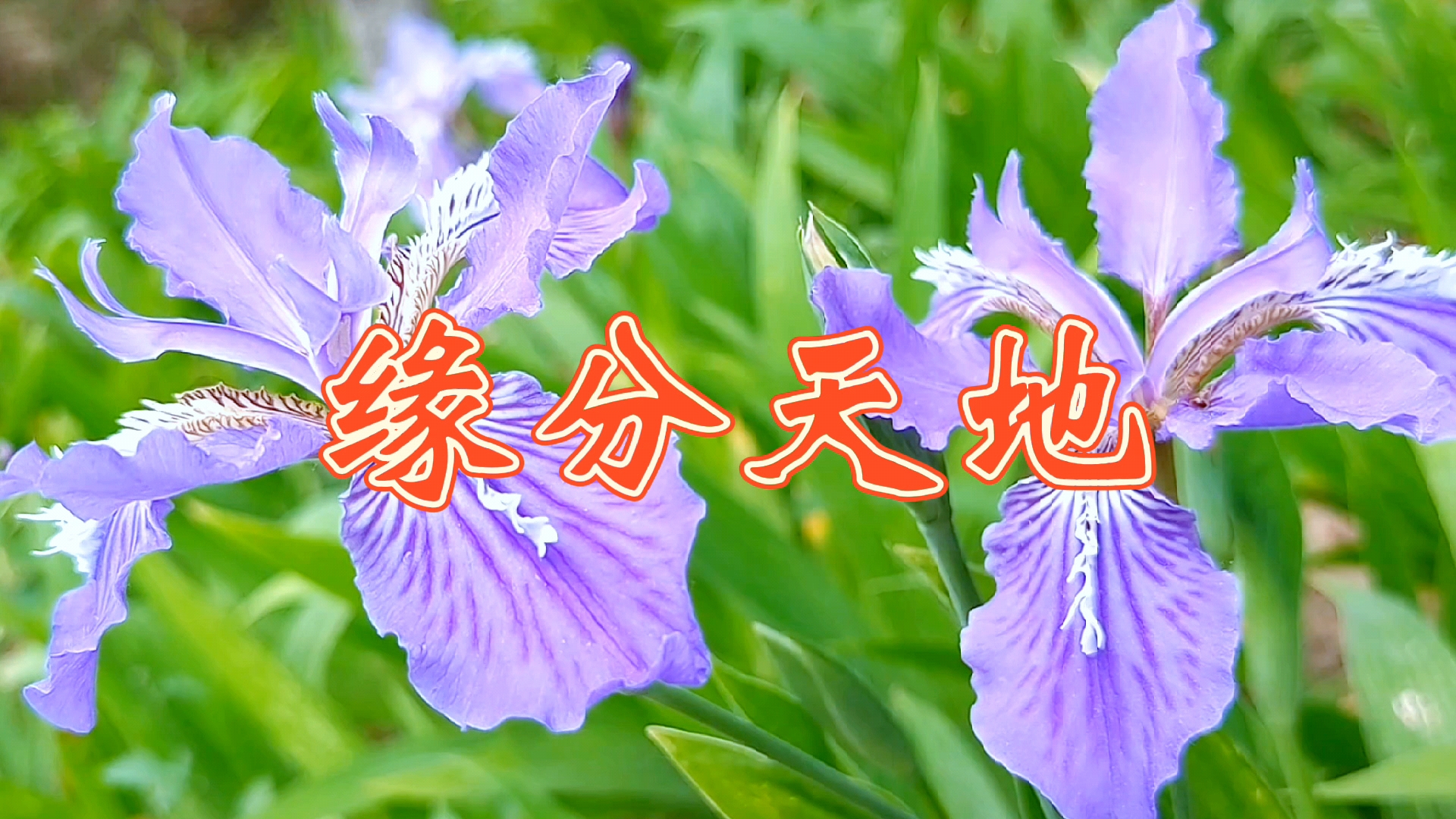 手机摄影#音乐视频随手拍——《缘分天地》