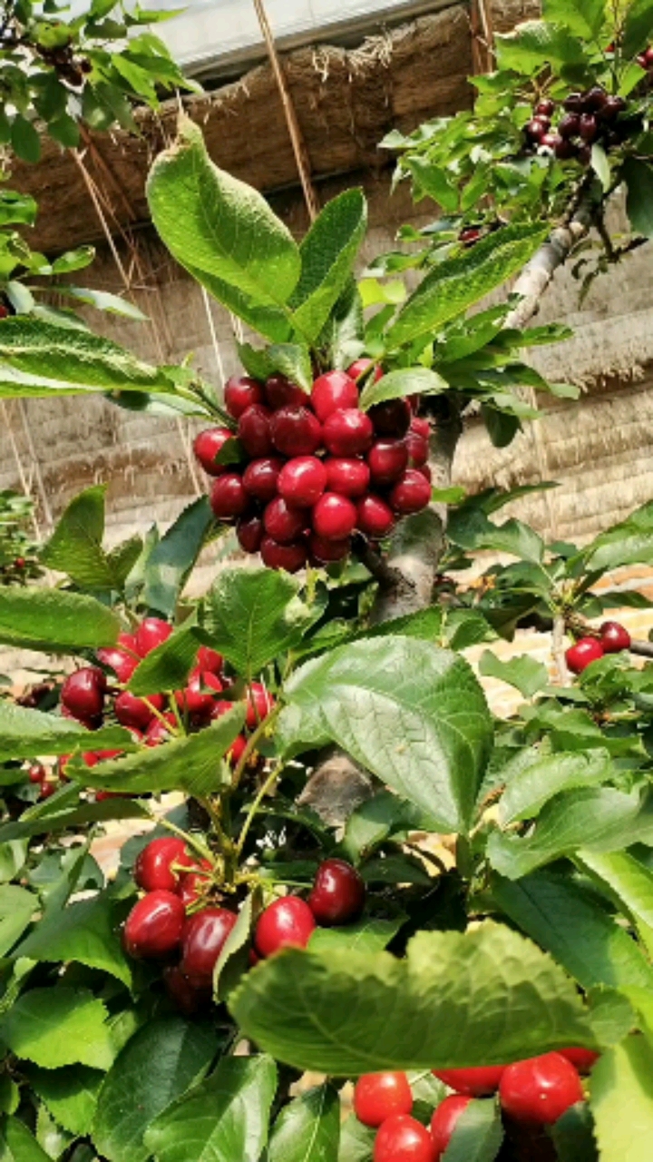 泰安开发区泽雨苗圃#俄罗斯8号大樱桃