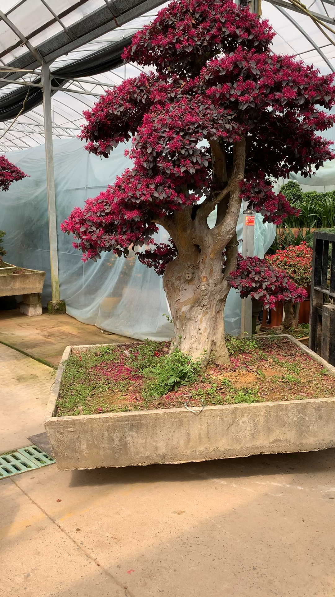 老桩红花继木刚到家就出嫁了