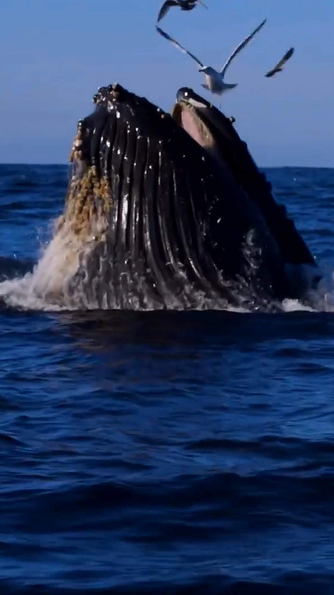 座头鲸#海洋座头鲸鲸吞捕食震撼瞬间