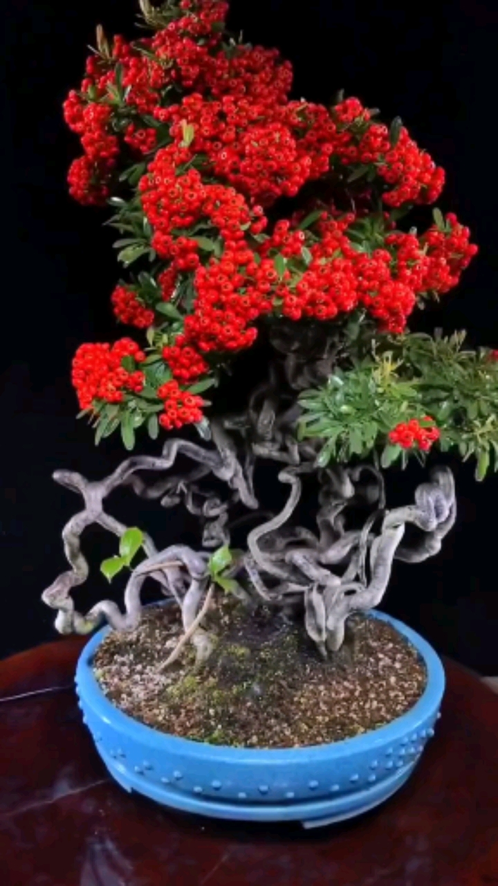 这盆火棘盆景我相信你会看几遍!