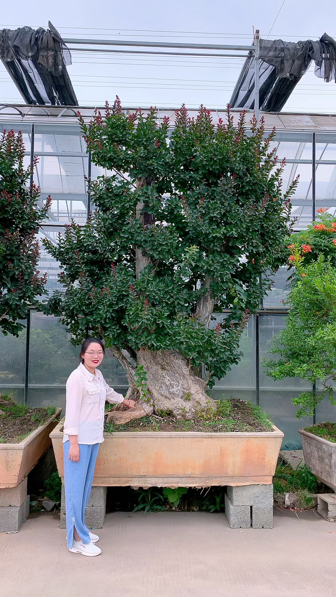 百年老桩红花紫薇,适合庭院栽种花开百日红