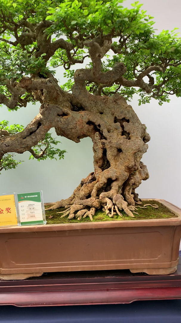 金奖作品榆树盆景