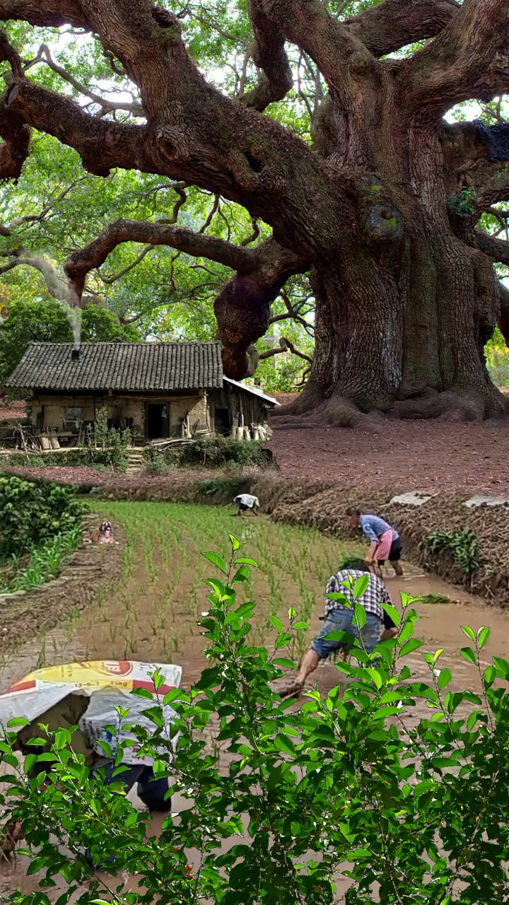 这就是真实的乡下山沟沟里很人多翻到就直接划走了乡亲们叫我不要拍了