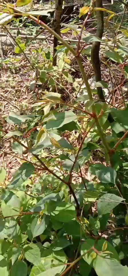 這種植物叫虎杖它有很好的要用價值,朋友們可以搜下,小時候把它的枝幹