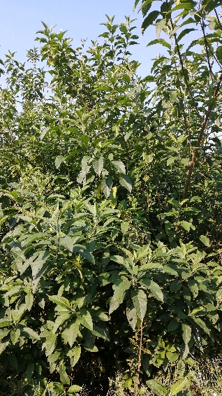 我家的南非叶,如果要知道它有什么功效,请在百度搜索.