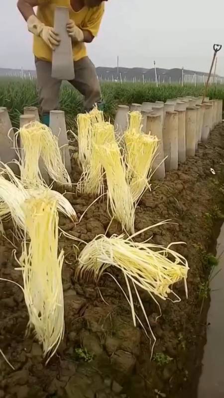 基本一个星期一收,不盖就是韭菜,盖了就是韭黄-全民小视频