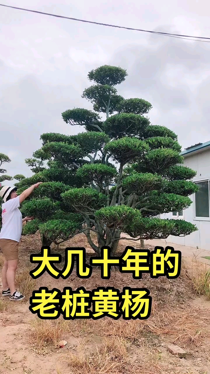 精品瓜子黄杨造型树,四季常青不落叶,耐寒耐旱南北方都可以栽植