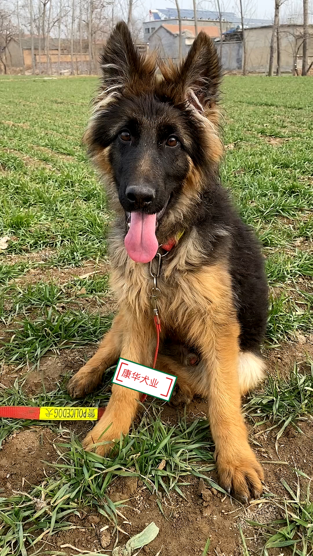 四个月中毛德牧犬看人的眼神就知道这狗一定聪明-度小视