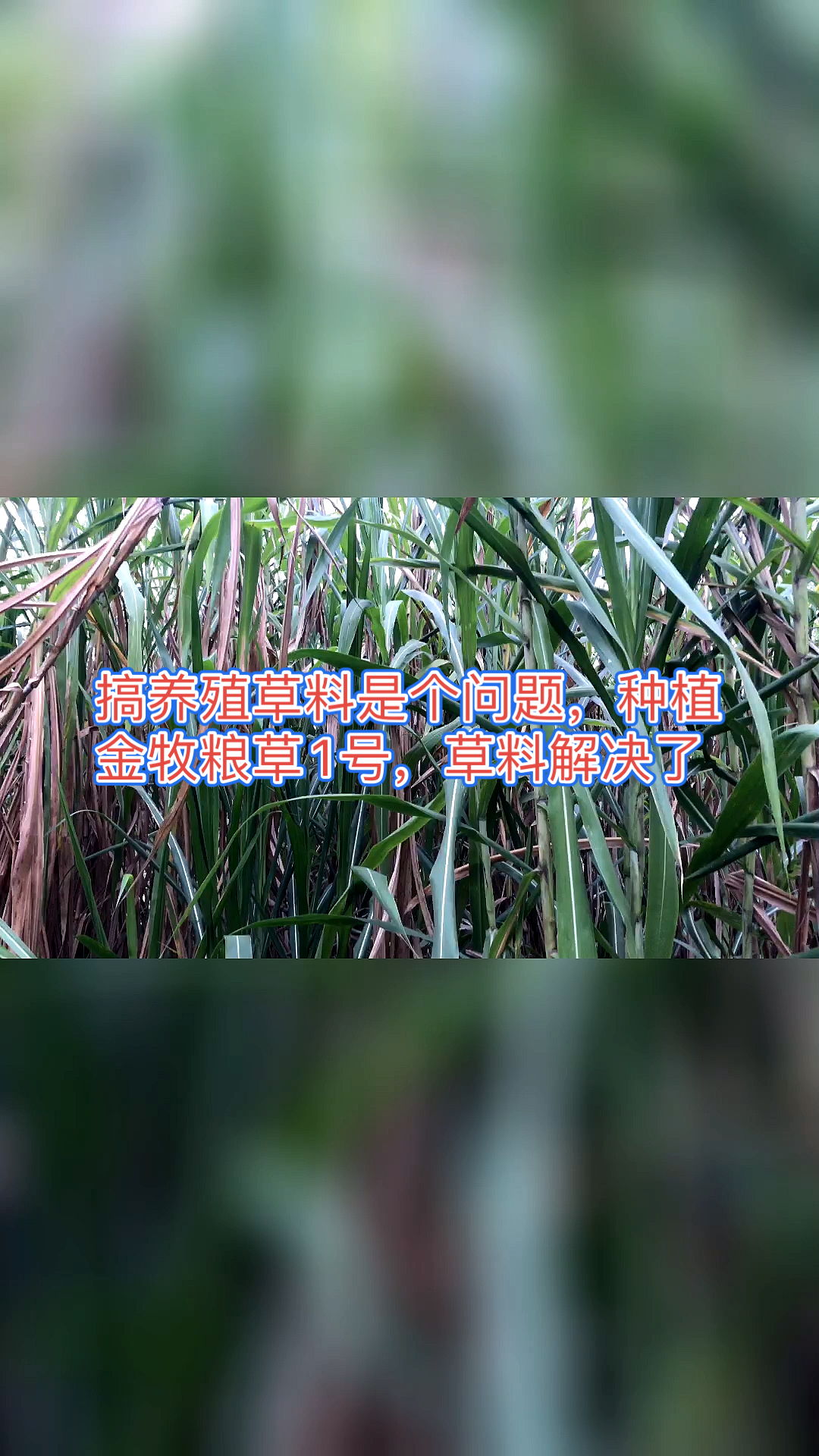 高产牧草种子#搞养殖草料是个问题,种植金牧粮草1号,草料解决了-缎
