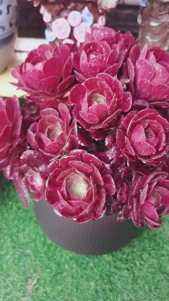 欧紫法师,这个季节好美