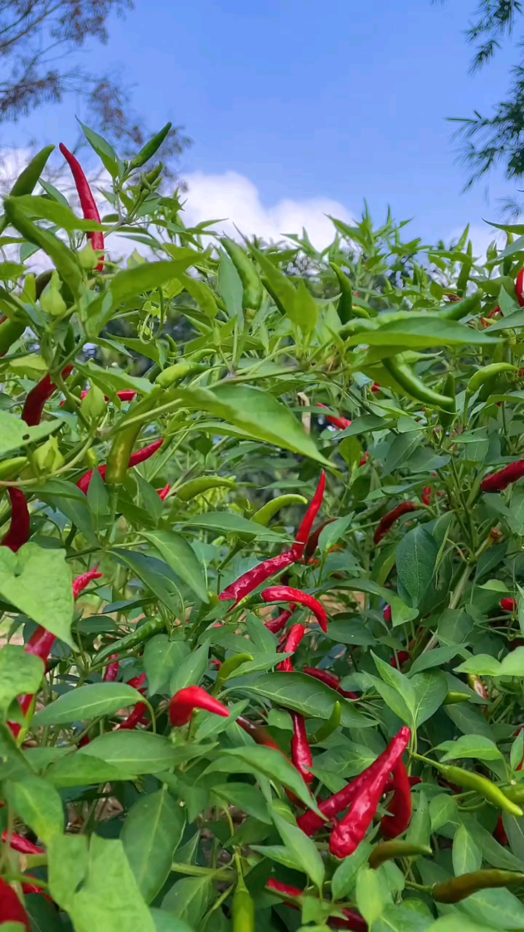 乡村田园生活#辣椒
