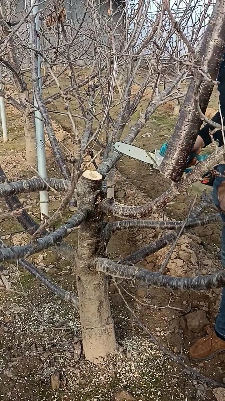 在樱桃树早春萌芽前修剪为宜冬剪时常用的方法有短截甩放回缩疏枝等