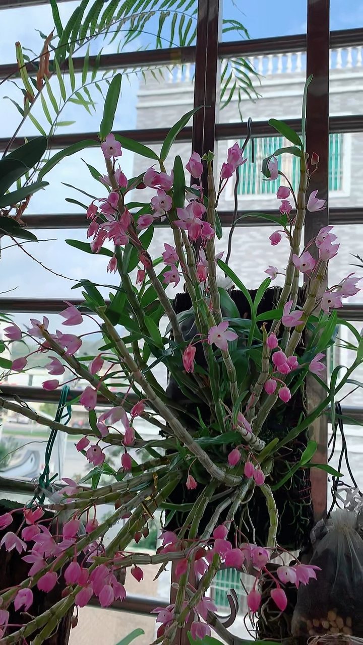 石斛记#重唇石斛