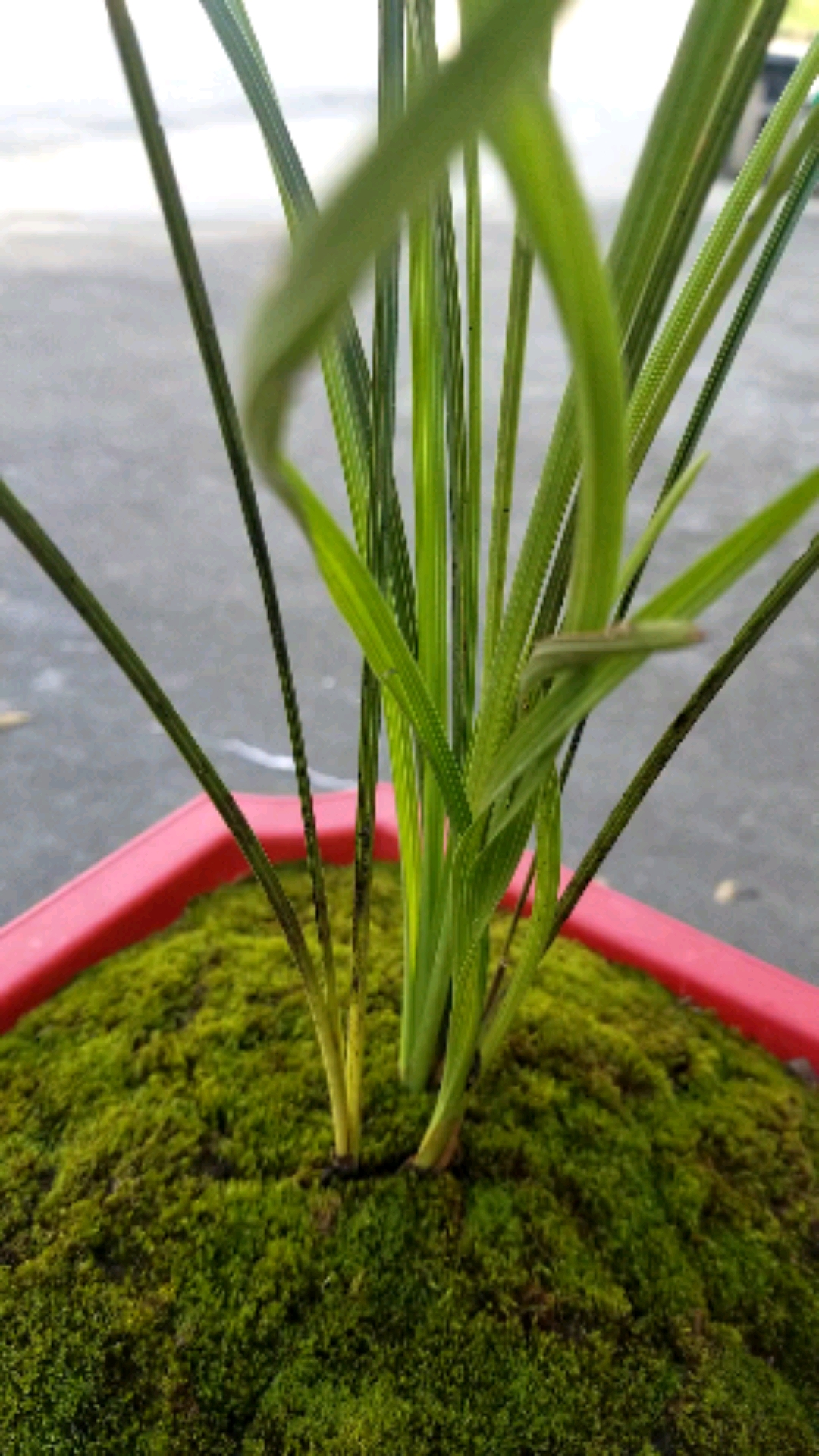 兰花#蕙兰龙行草,私人收藏很喜欢