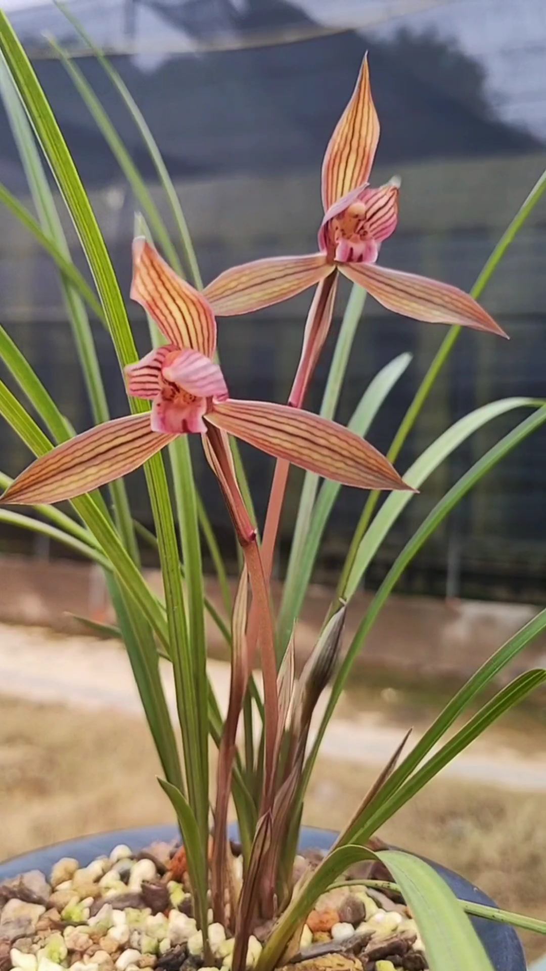 红宝石兰花的花语图片