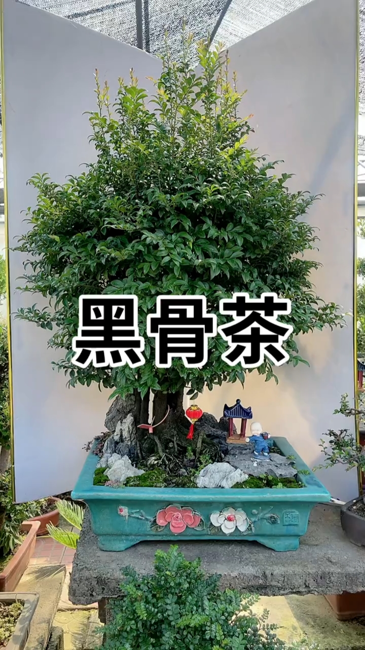 黑骨茶盆景老桩室内养盆景首选