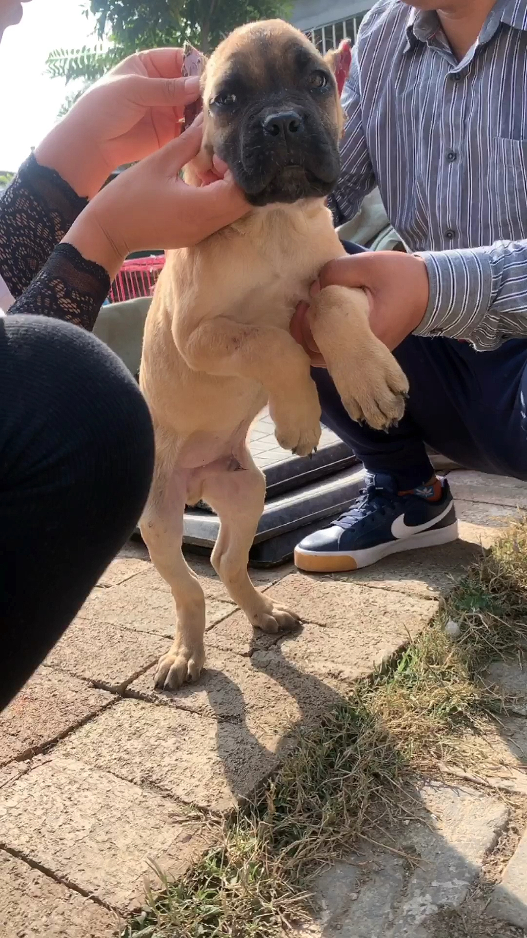 意大利卡斯罗#卡斯罗辅助立耳