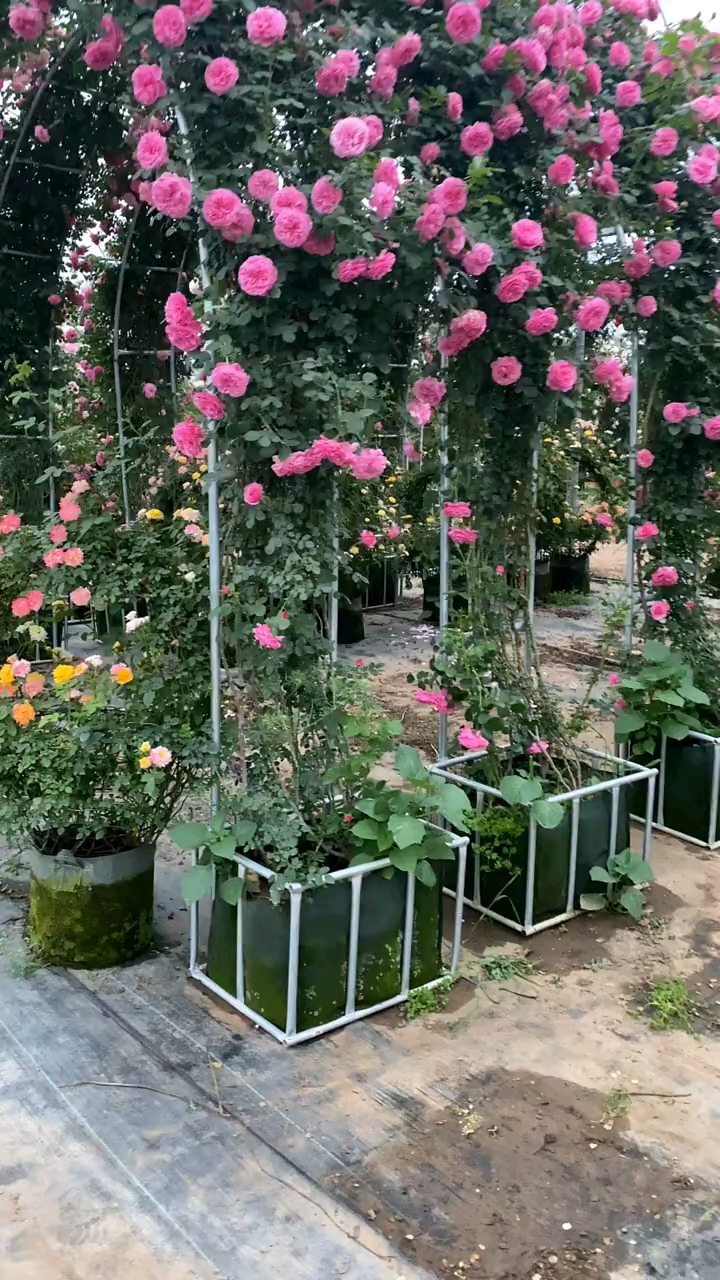 藤本月季做出的成品拱门,花量多花期长,多季循环开花-度小视