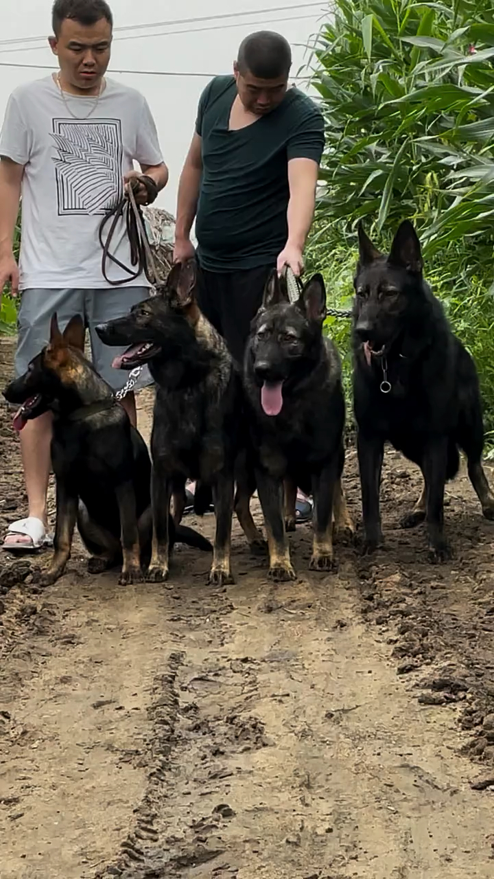 东德牧羊犬这才是纯种东德的魅力