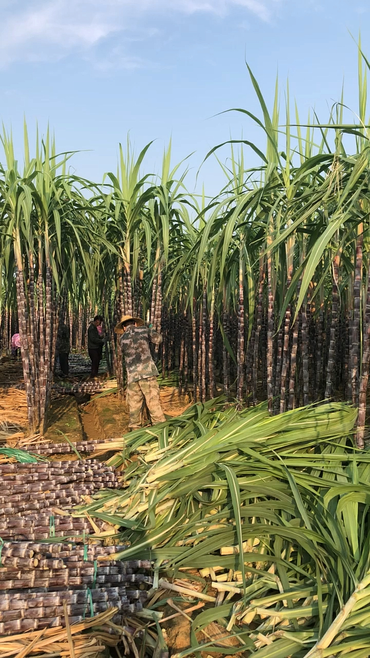 又到吃甘蔗的季节了,这个甘蔗尾叶,牛很喜欢吃的,小时候放牛娃,你们呢