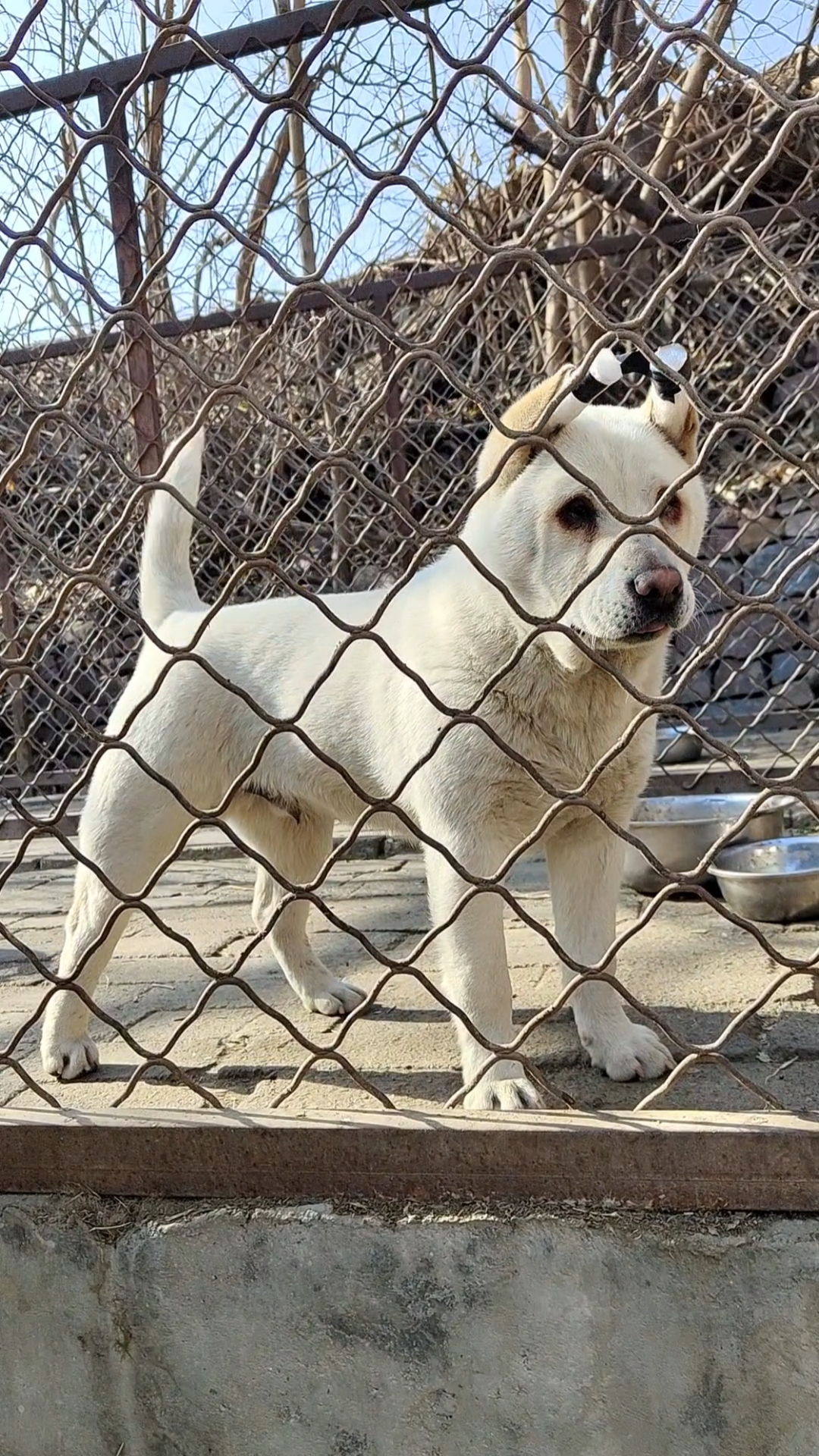 广西土猎犬#白大壮长成大小伙了!-度小视