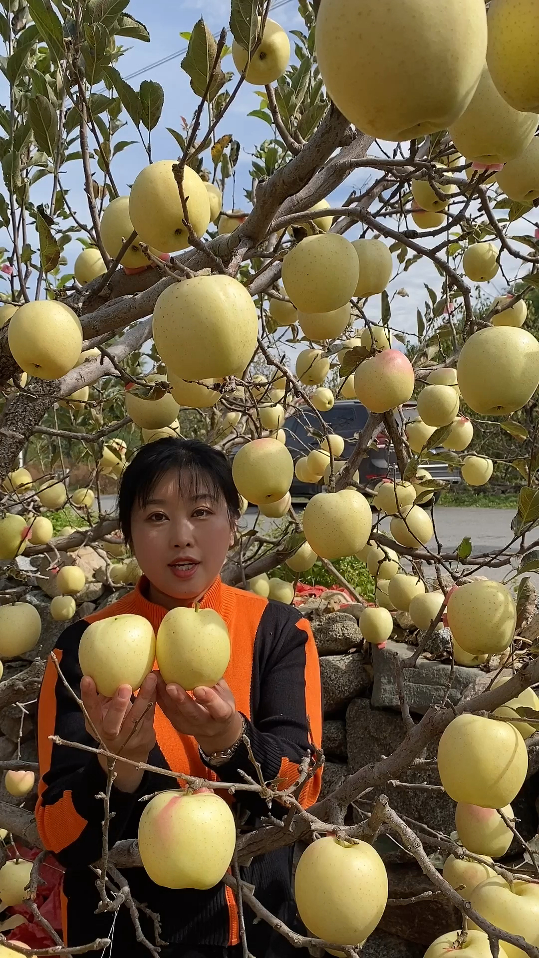 王林苹果带有兰花的清香脆甜耐储存放可以后熟