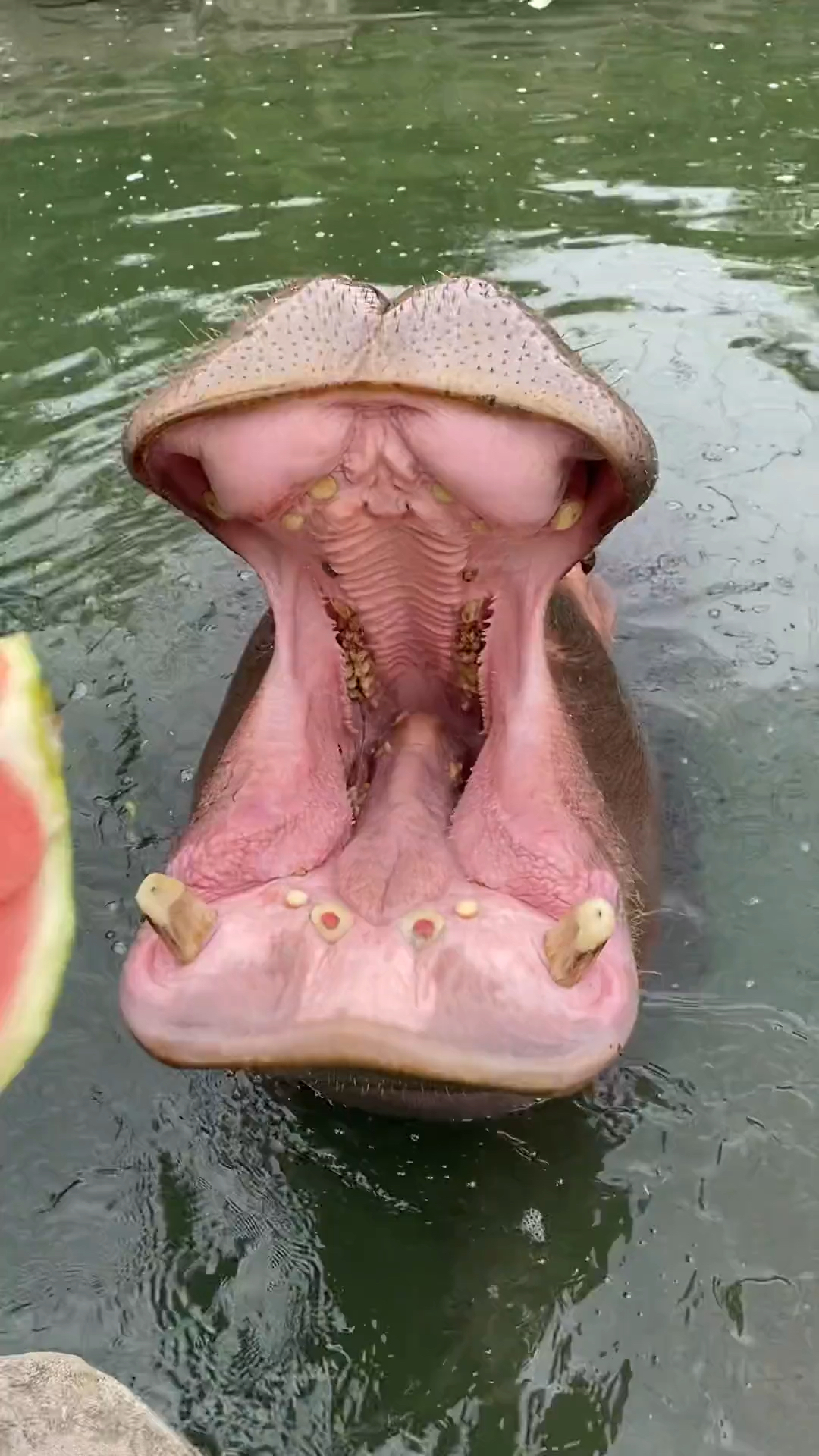 河马是最喜欢吃西瓜,汁多又甜