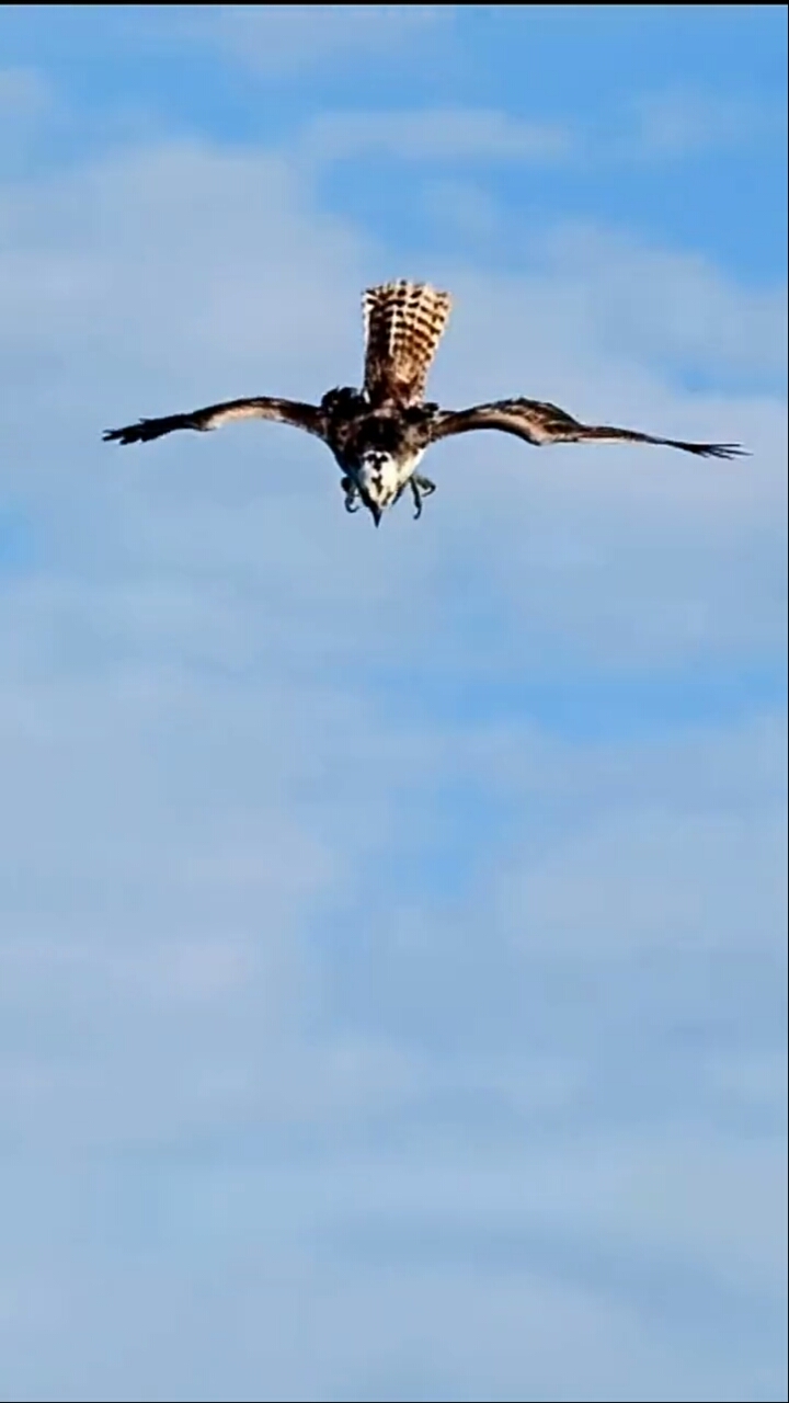 大自然奇观#实拍老鹰捕鱼,这是太厉害了
