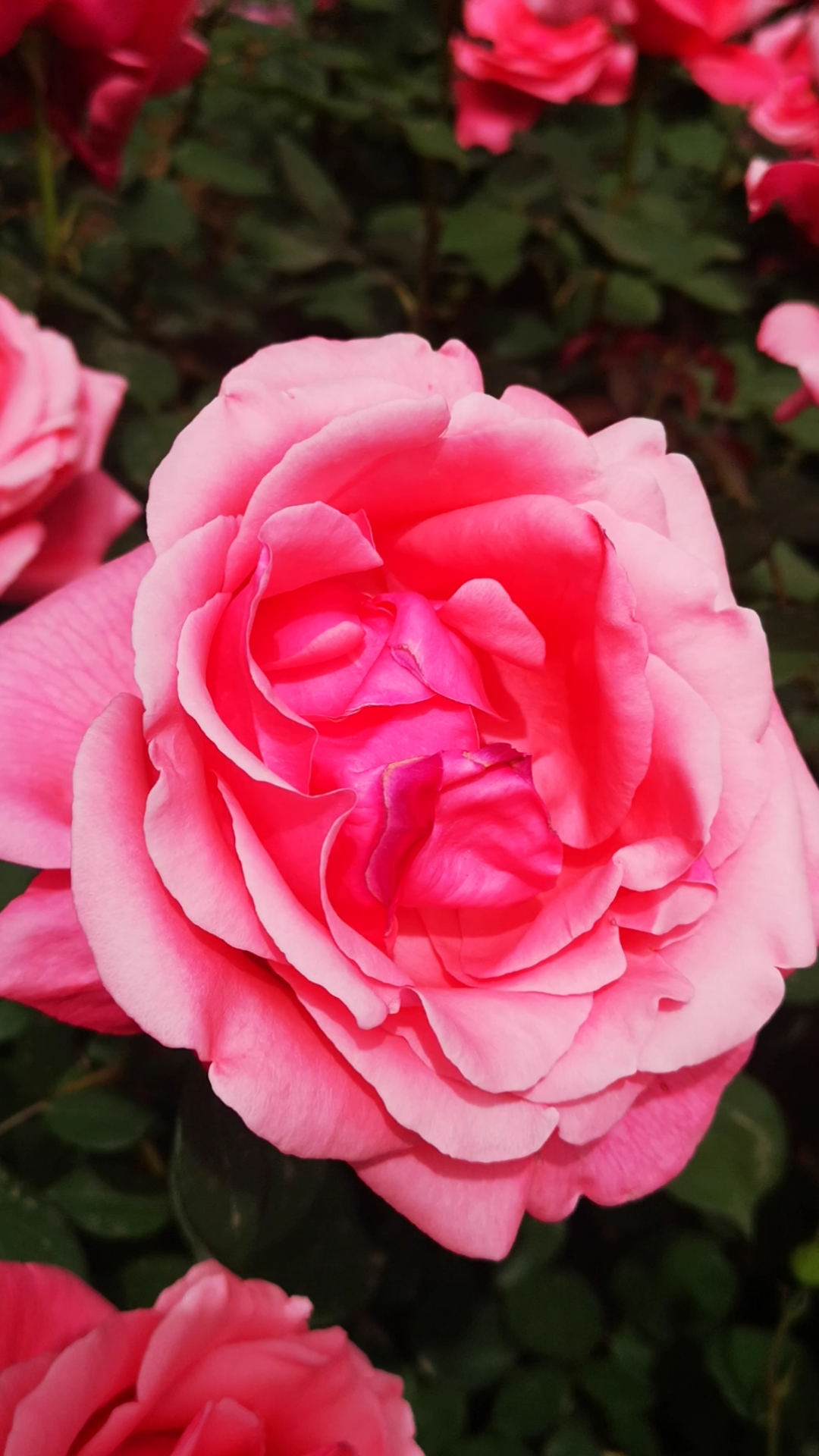 手机摄影#音乐视频——《漂亮的月季花》