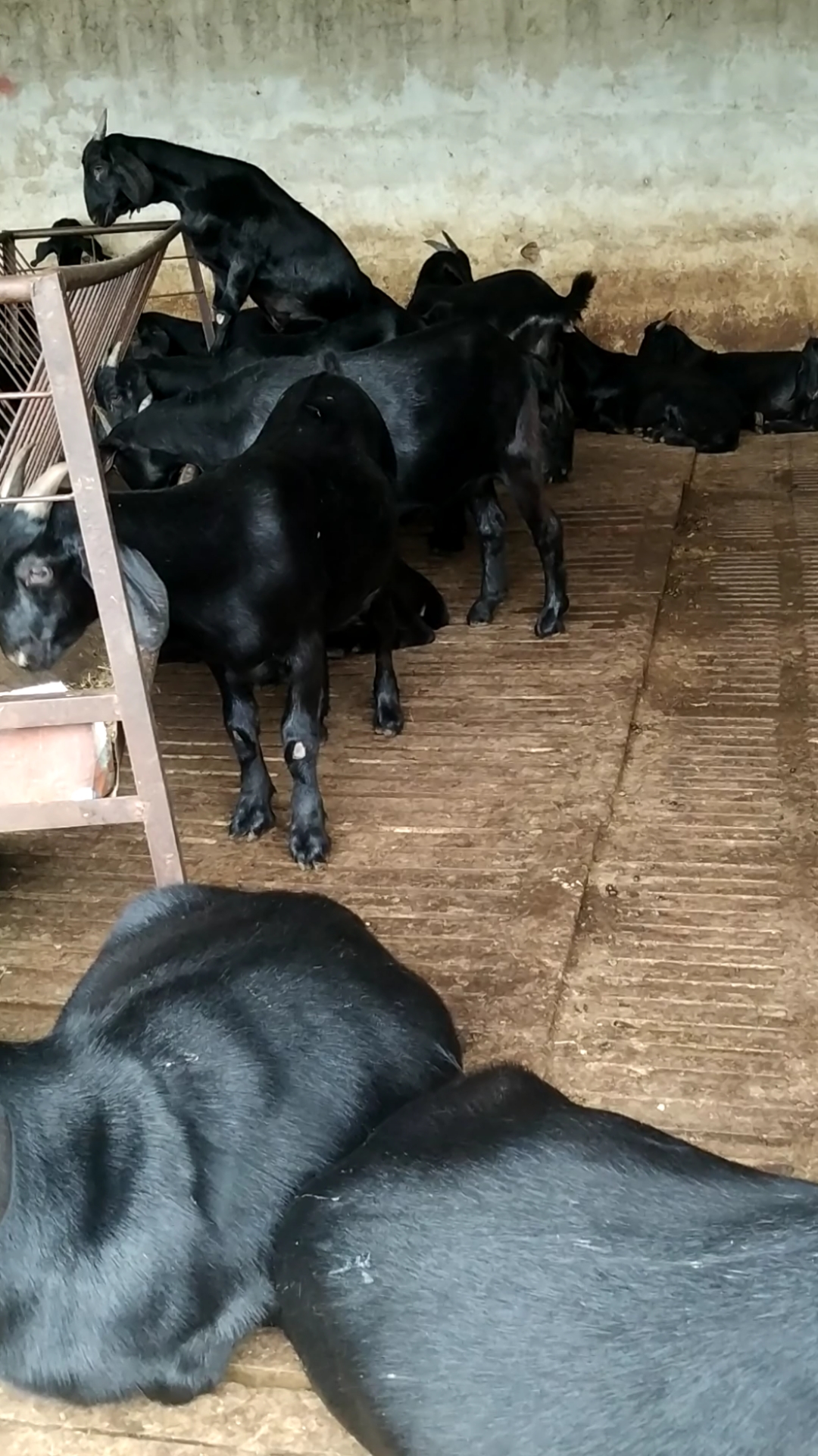 有喜欢努比亚黑山羊的吗?速来挑选