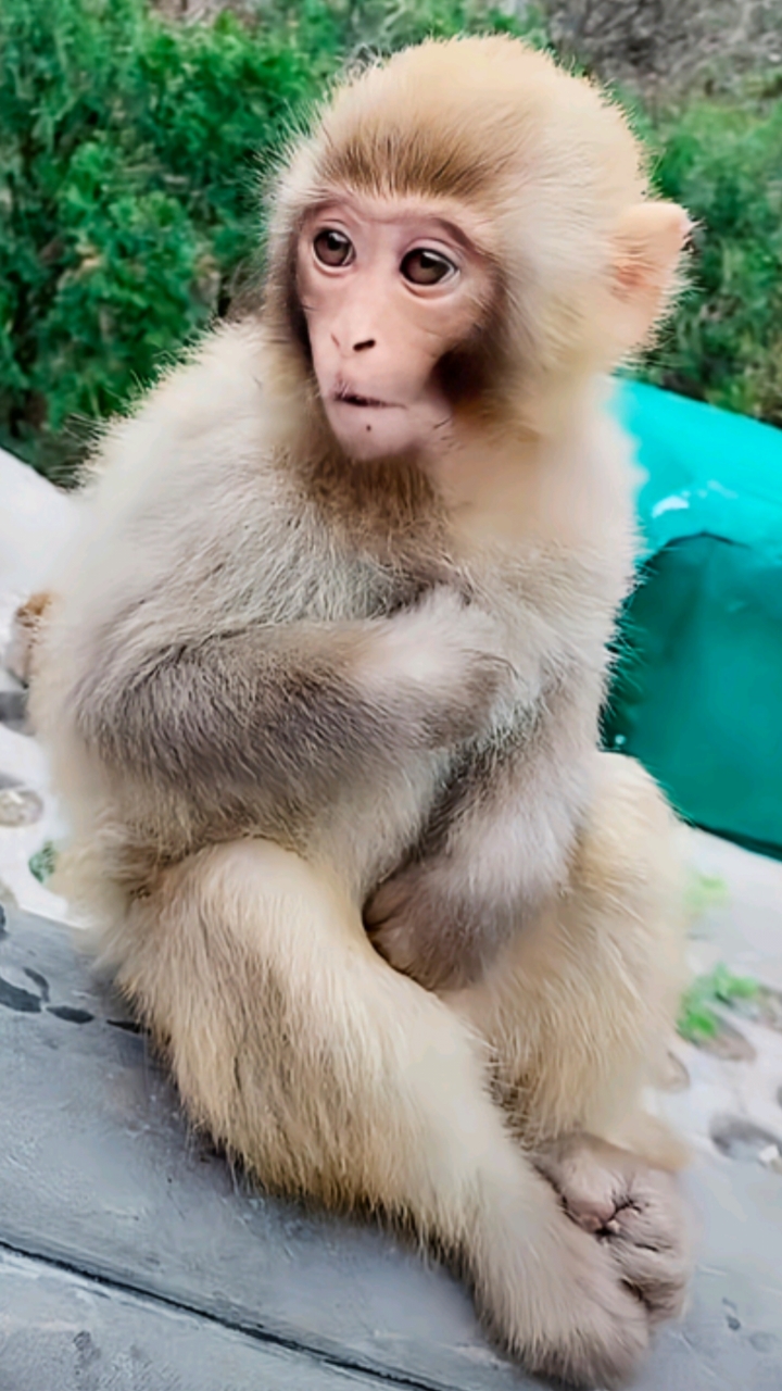 最爱爬人身上的小猴子,猴王的小跟班!太行山野生猕猴保护区