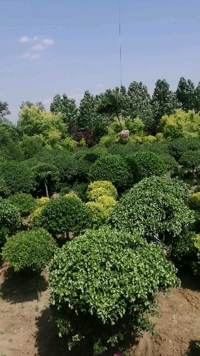 蓝雨苗木造型基地#2米冠高杆卫矛球