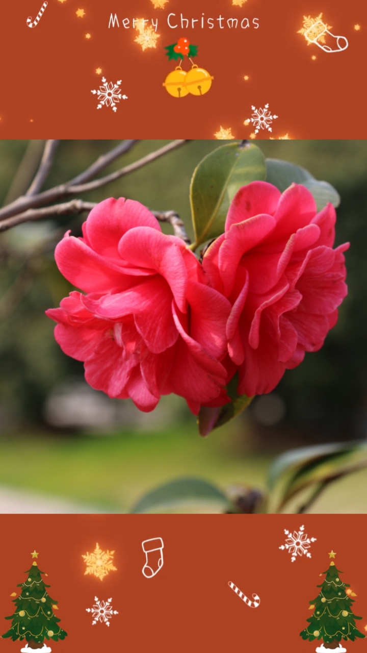 不一样的人生#并蒂山茶花好看不