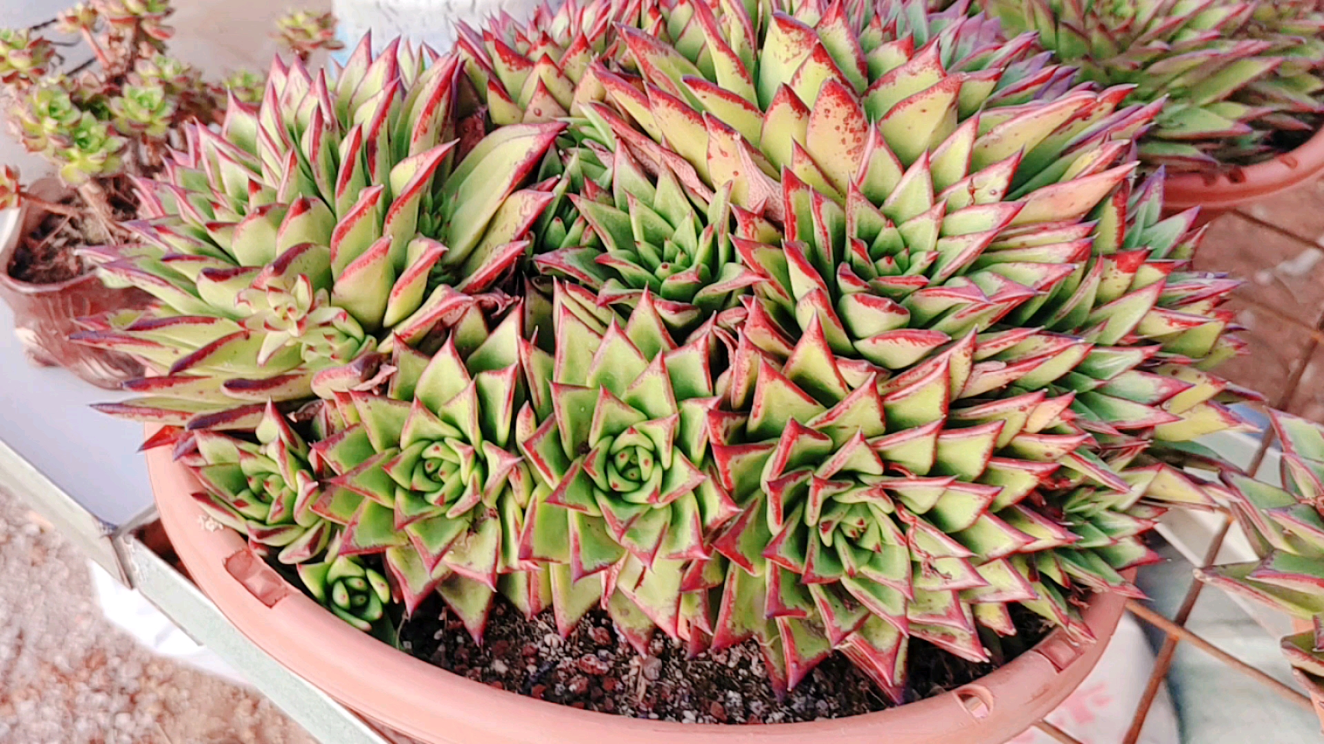 多肉植物#口红爆盆的实力果然不容小觑,盆都变形了!