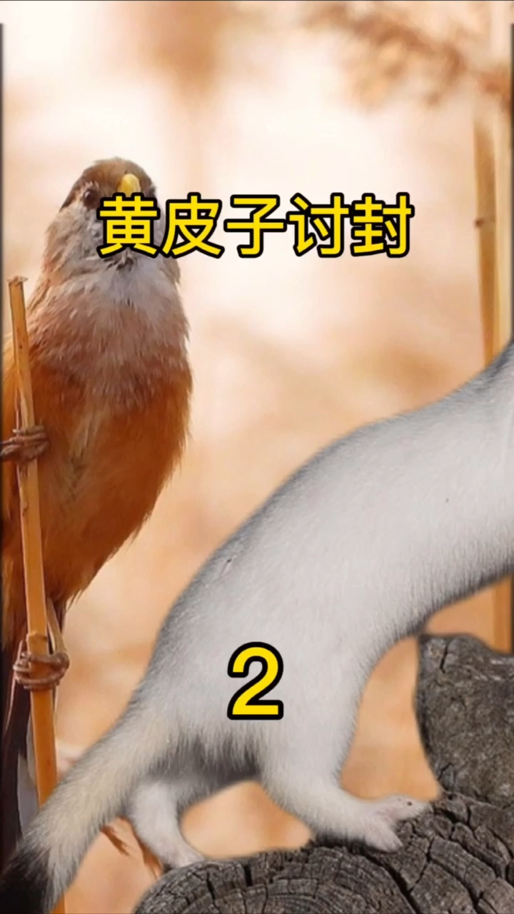 民间故事黄皮子黄大仙讨封(第二集)