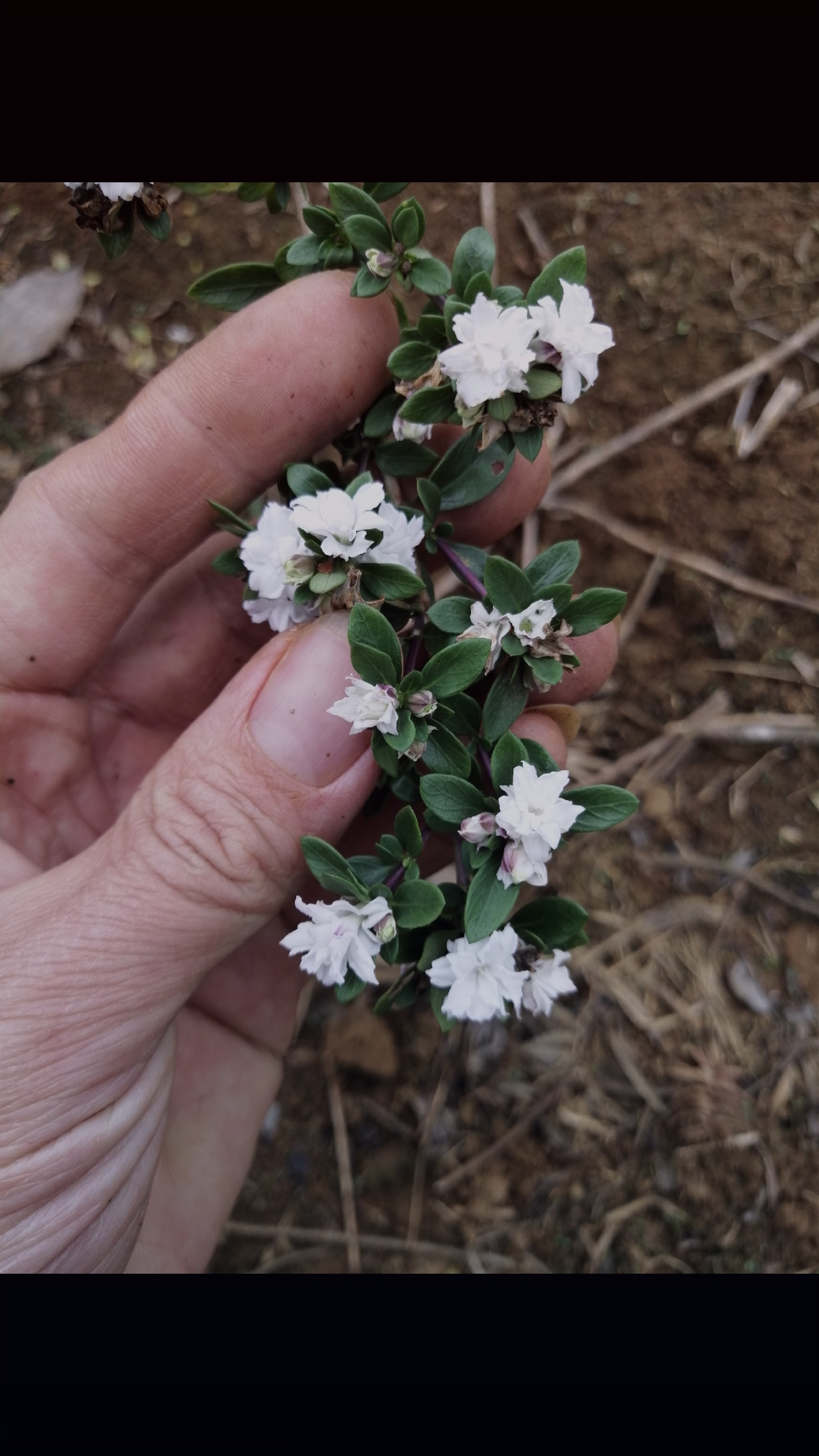 盆景素材#重瓣六月雪苗子