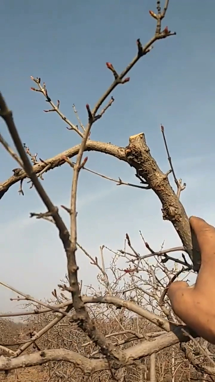 石榴树短截是从枝条中间截断主要目的是促进分枝老树更新复壮