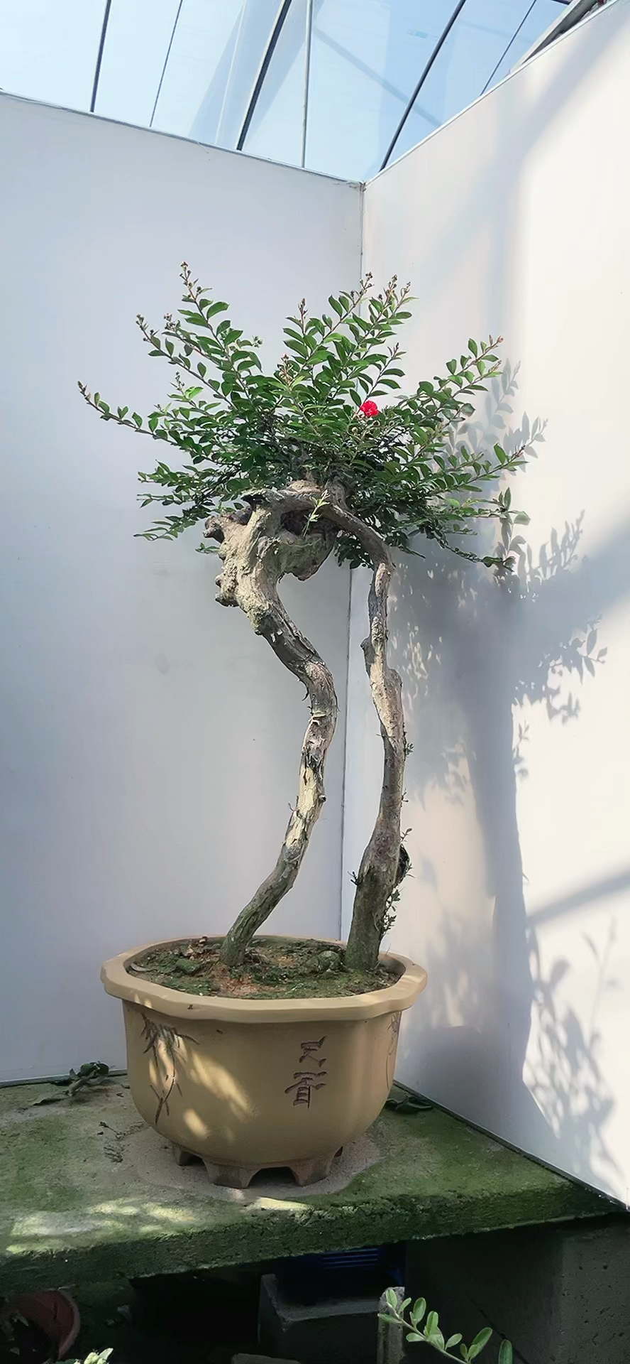 大长腿的提根紫薇也是没谁了啊!