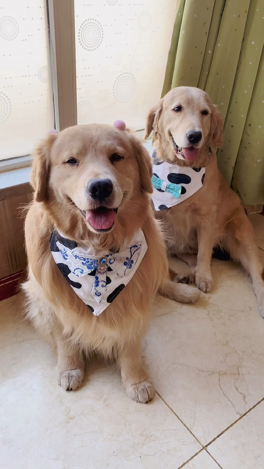 家有萌宠#这是要给我送走吗