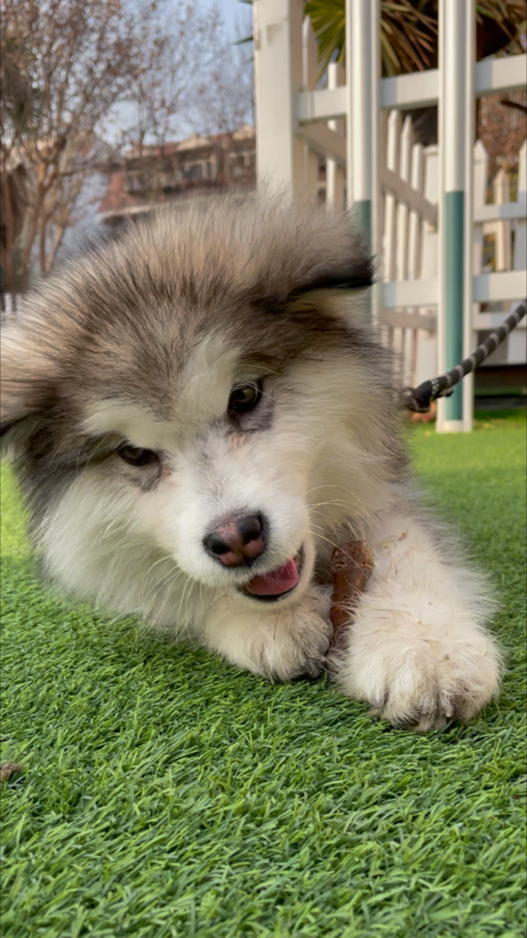 阿拉斯加雪橇犬#骨头啃的嘎嘎香,差点卡牙齿上了