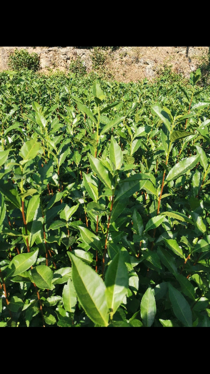 茶苗#福安大白茶树#茶#福安#政和#南平#十堰#宜昌#贵州#茶苗基地#茶
